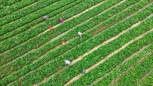 中國農科院加快選育良種與生物農藥技術研發，支撐種業振興