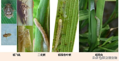 水稻害蟲克星 綠僵菌421的生物農(nóng)藥技術(shù)突破